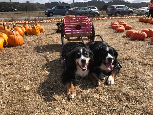 Bronson and Shasta Farmer John's